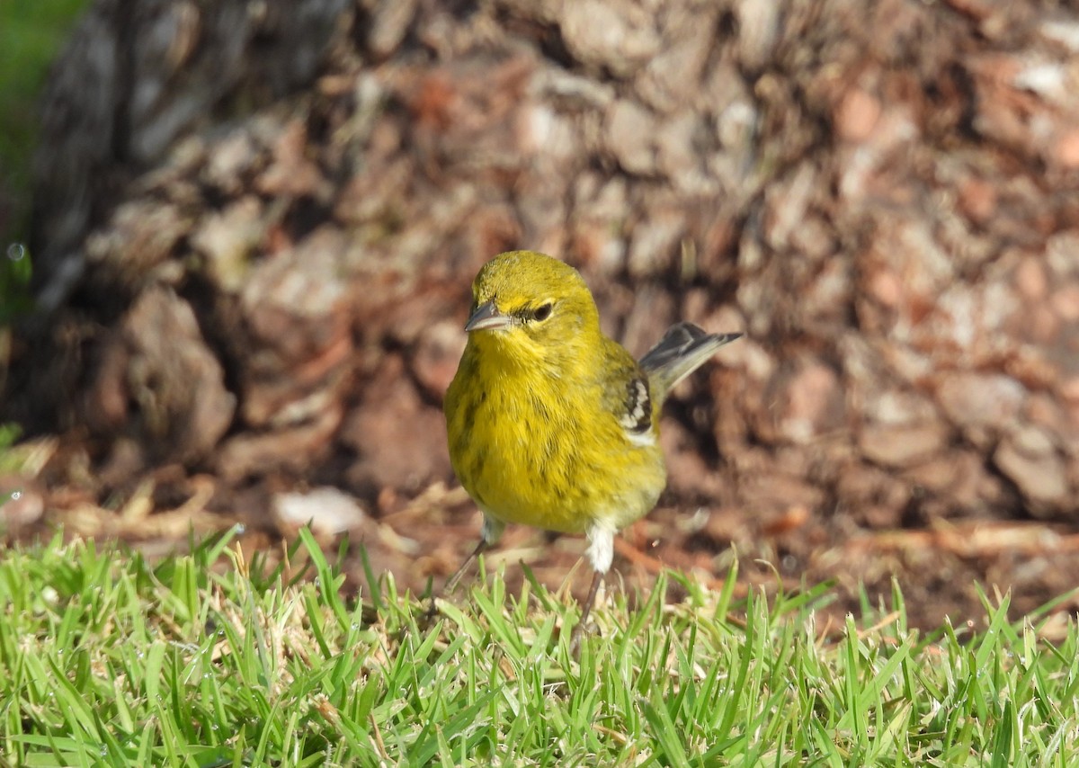 Pine Warbler - ML627931703