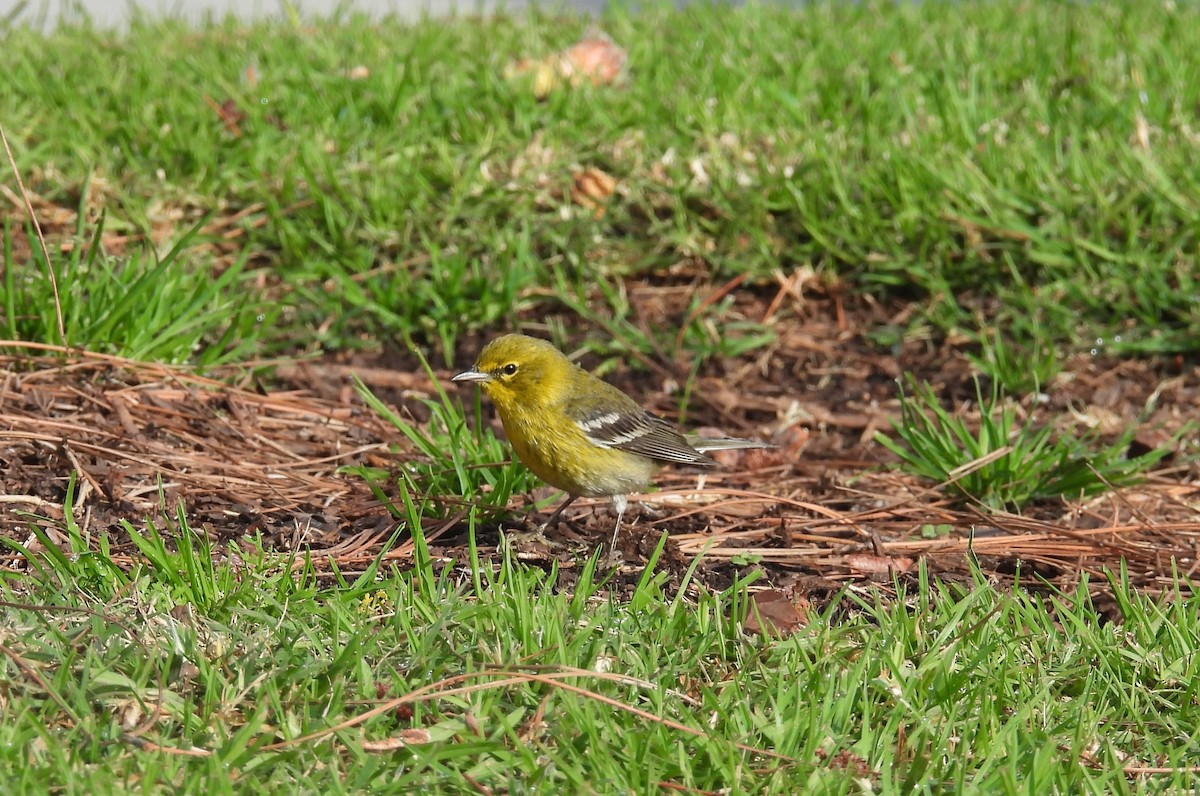 Pine Warbler - ML627931706