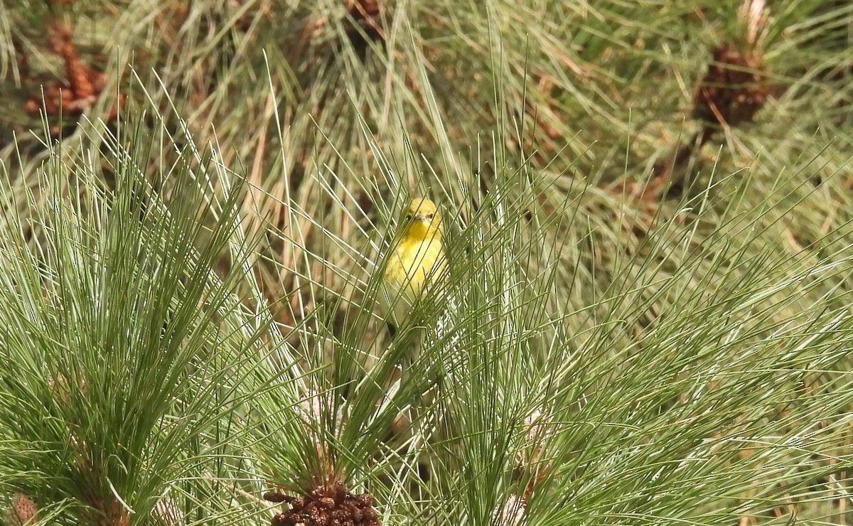 Pine Warbler - ML627931711