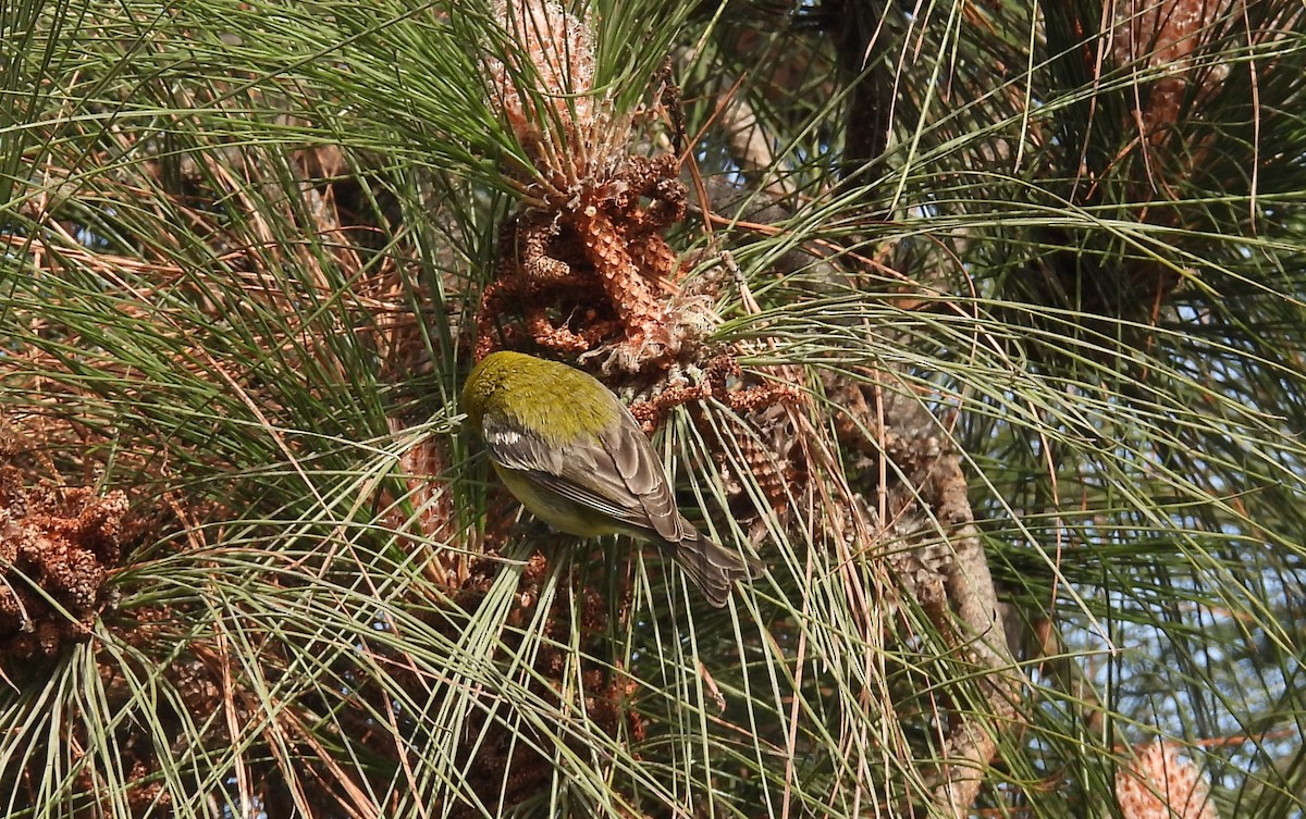 Pine Warbler - ML627931734