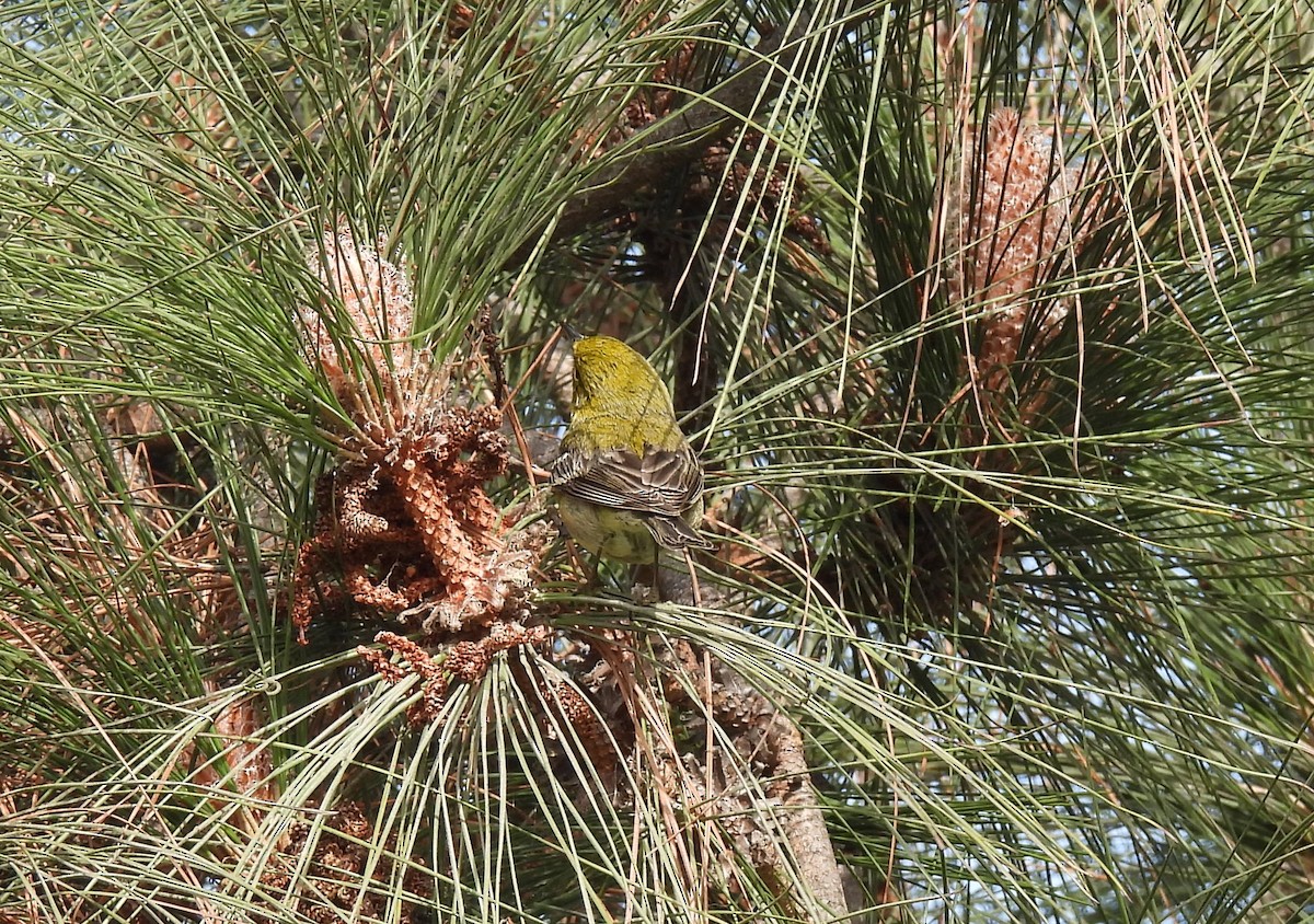 Pine Warbler - ML627931738