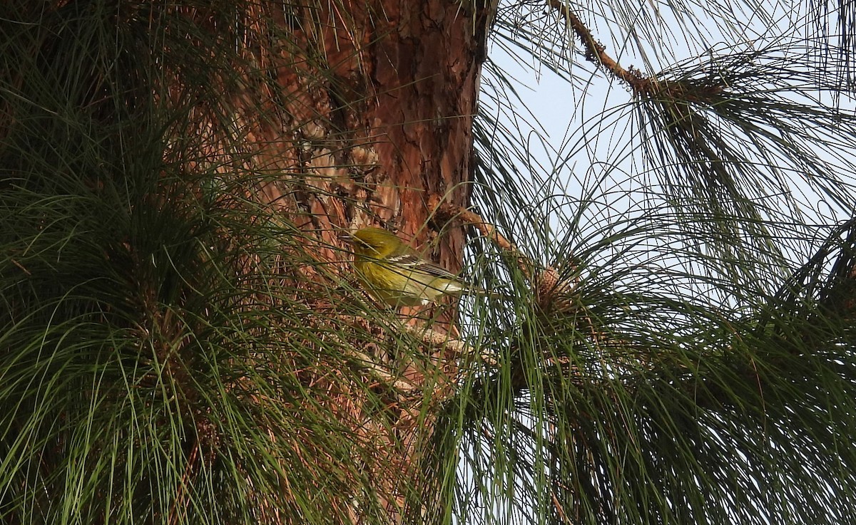 Pine Warbler - ML627931740