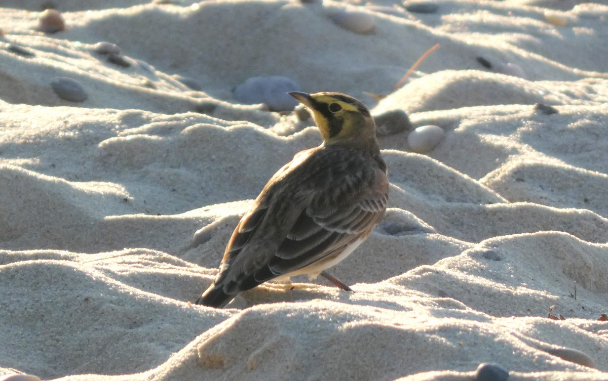 Horned Lark - ML627931877