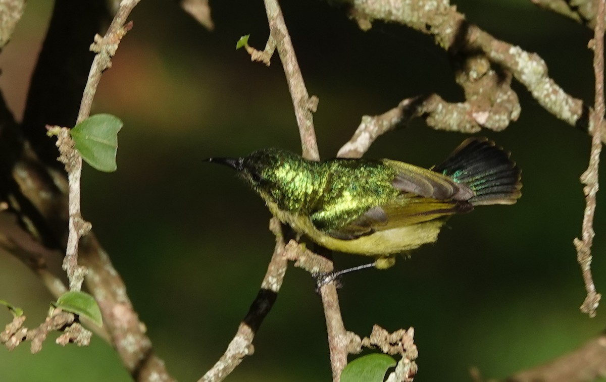 Collared Sunbird - ML627931925