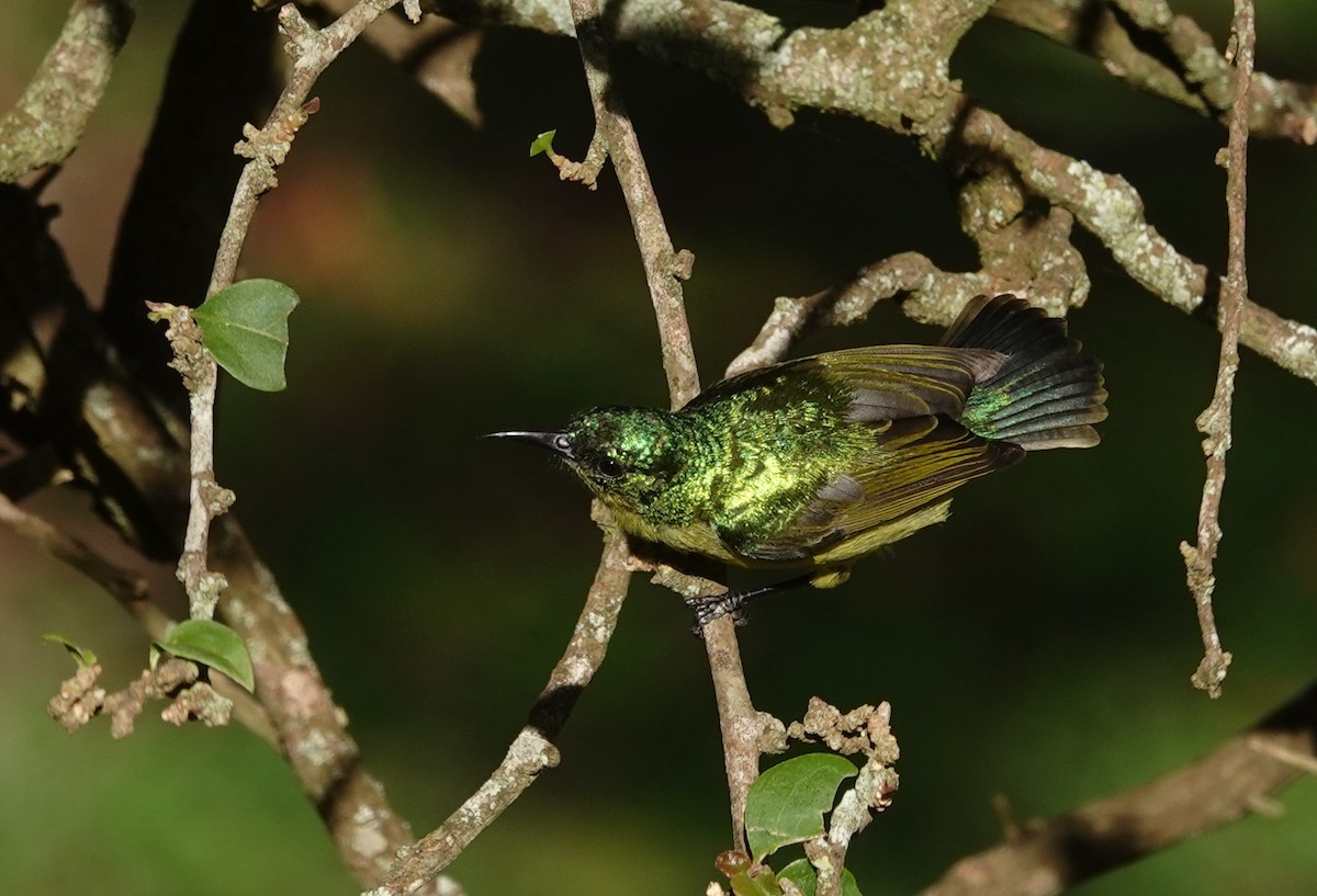 Collared Sunbird - ML627931926