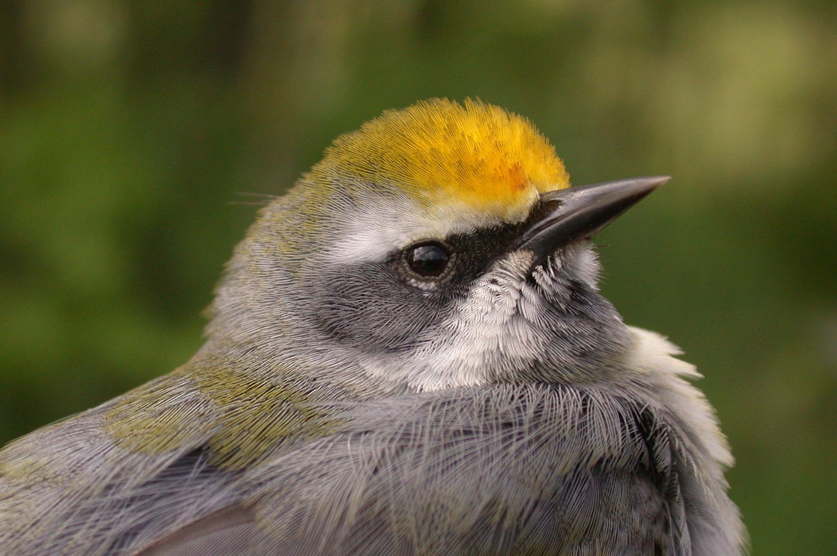 Goldflügel-Waldsänger - ML627931964