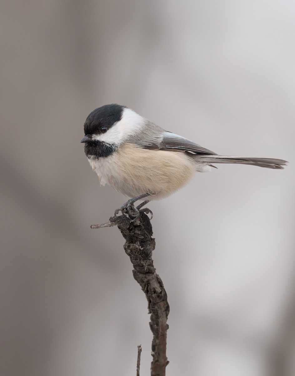 Black-capped Chickadee - ML627931968