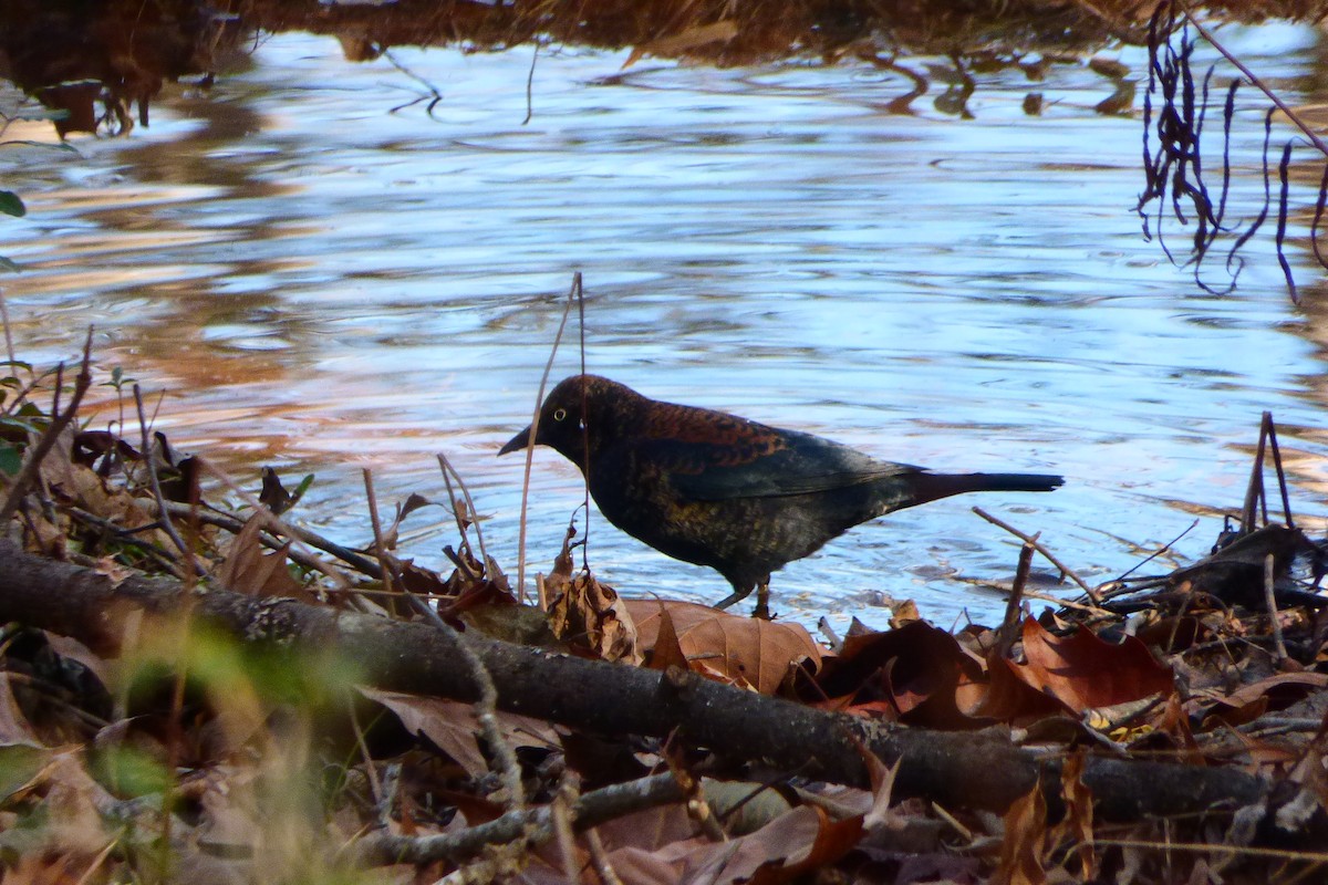 Rusty Blackbird - ML627932050