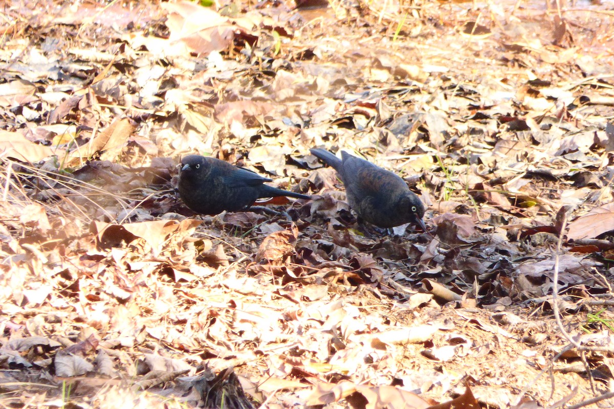 Rusty Blackbird - ML627932051