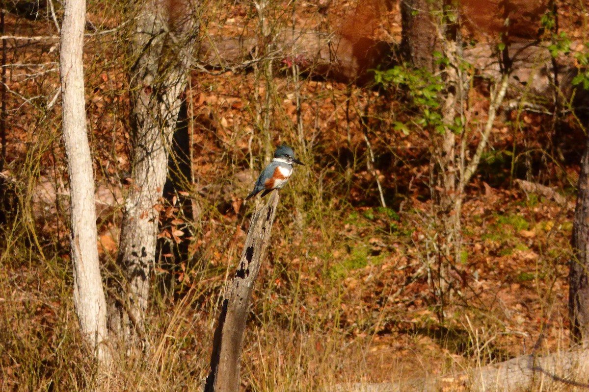 Belted Kingfisher - ML627932065