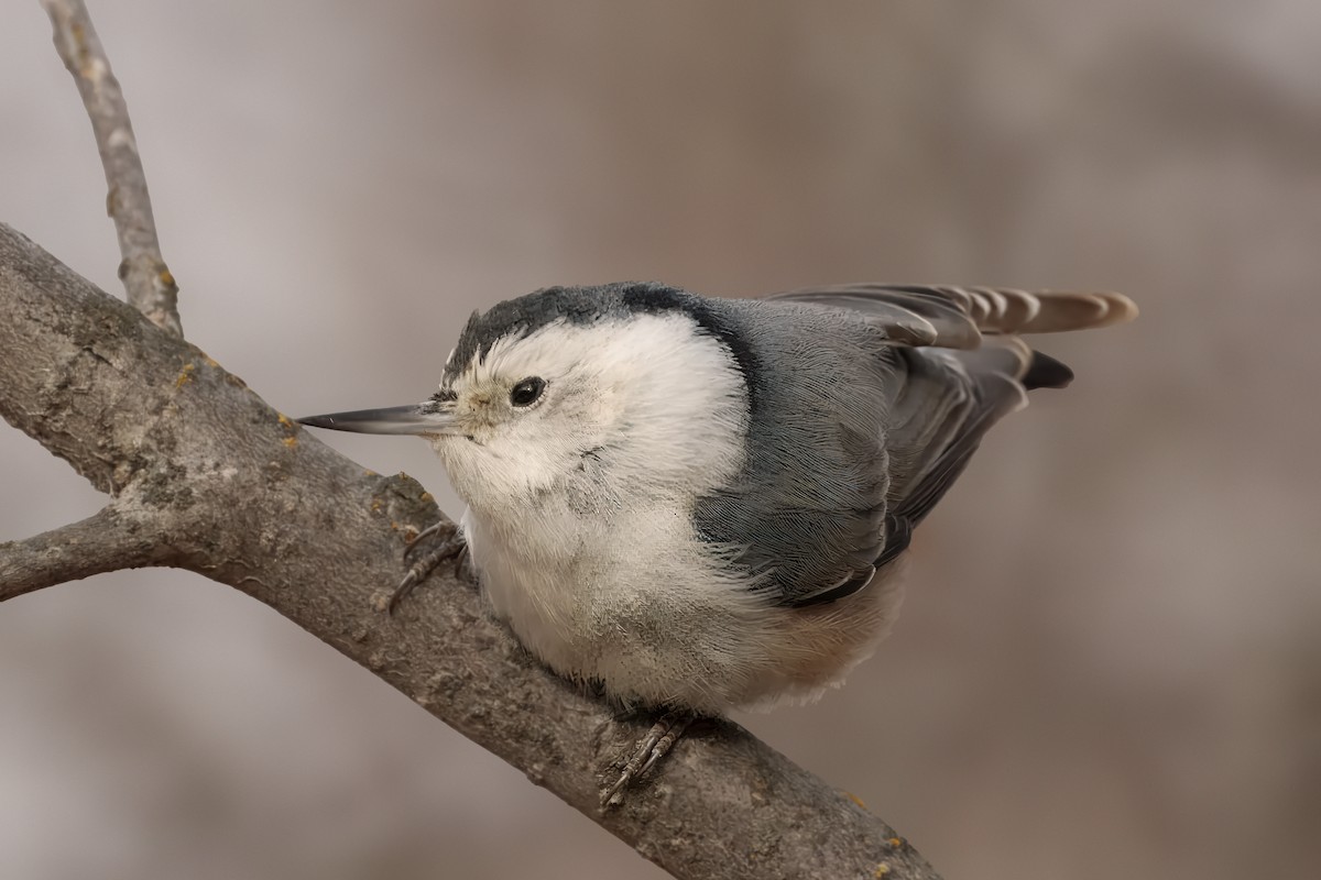 White-breasted Nuthatch - ML627932090