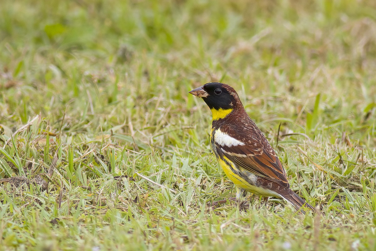 Yellow-breasted Bunting - ML627932262