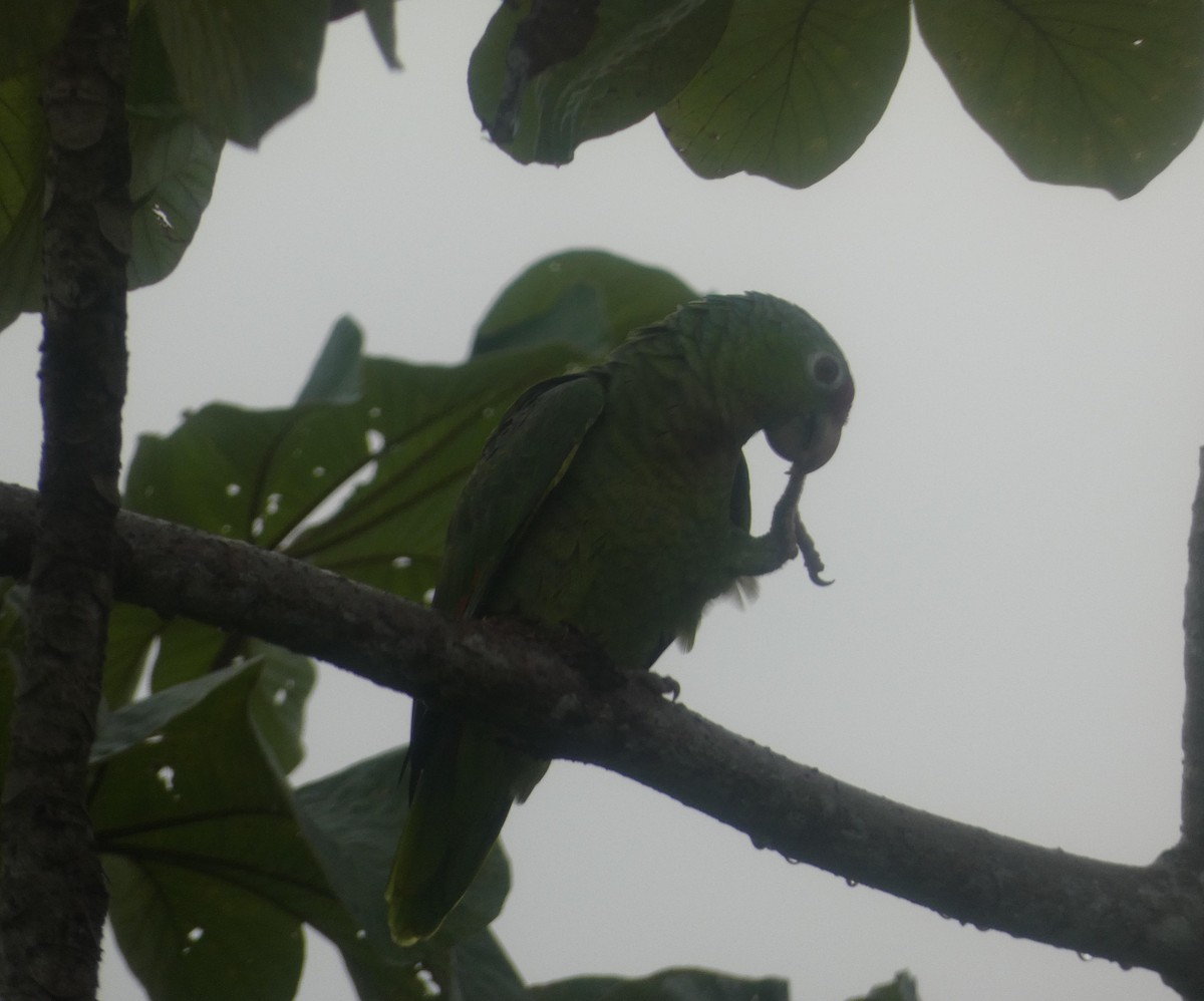 Red-lored Amazon - ML627932268