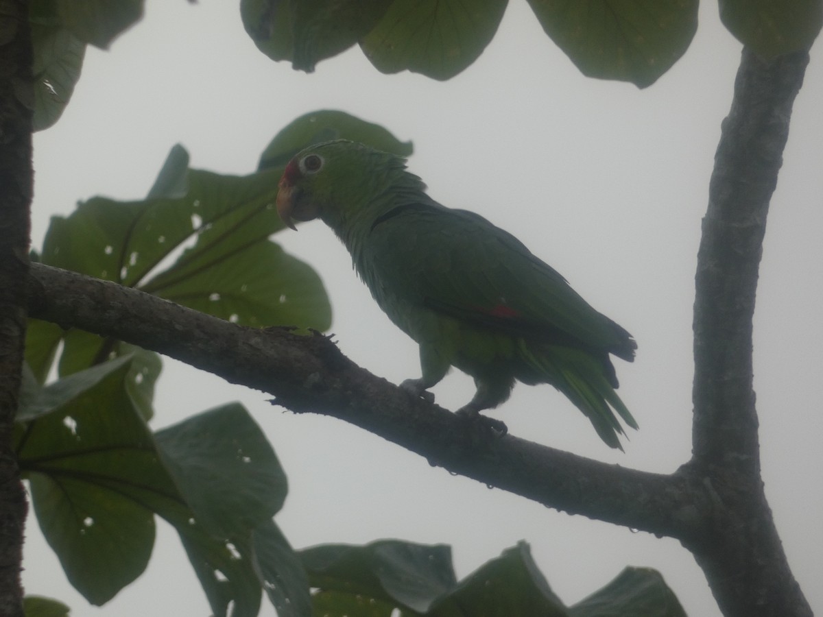 Red-lored Amazon - ML627932270