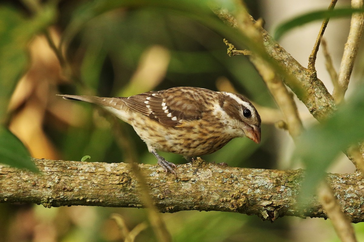 Rose-breasted Grosbeak - ML627932291