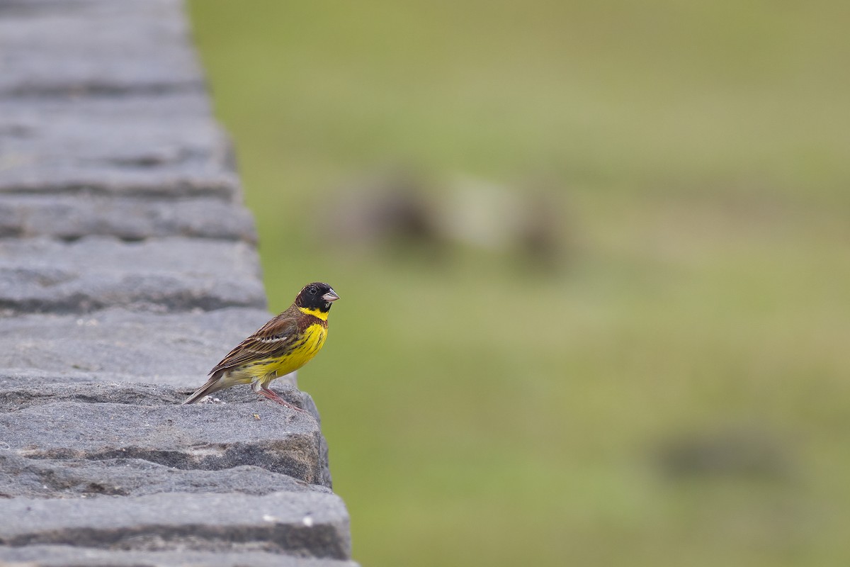 Yellow-breasted Bunting - ML627932359