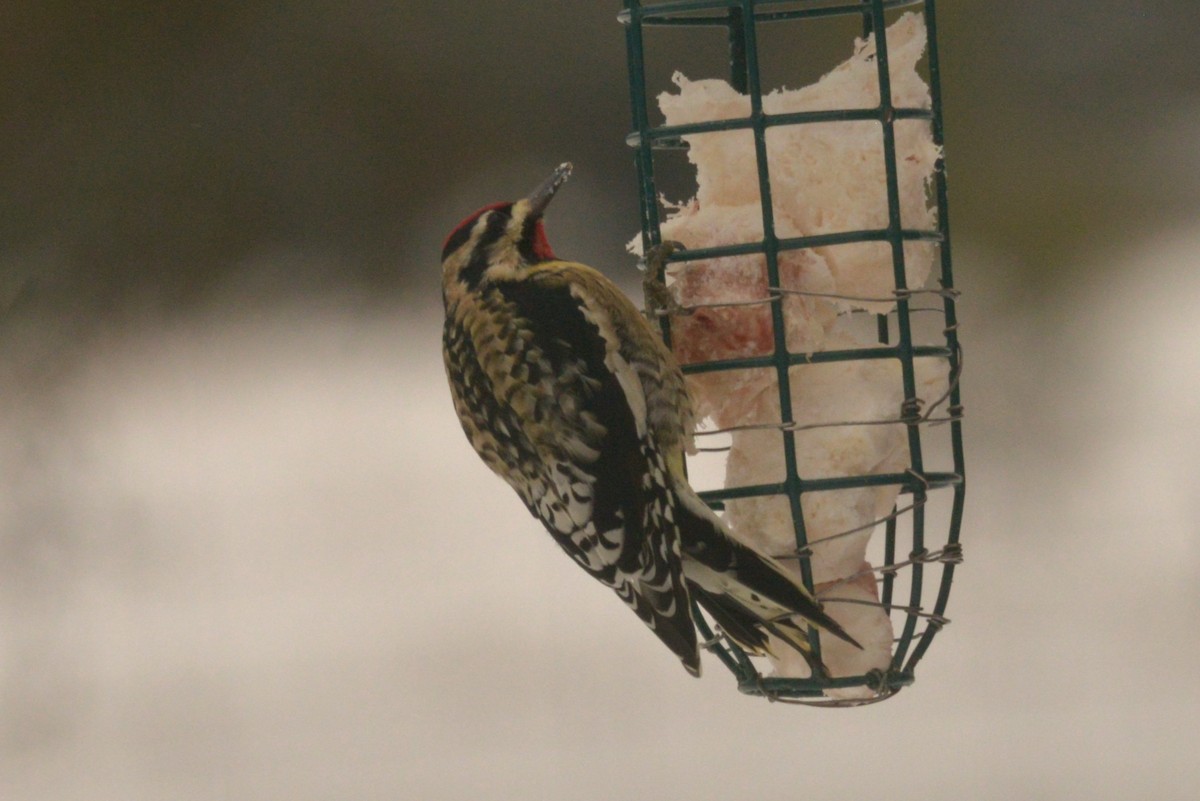 Yellow-bellied Sapsucker - ML627932369