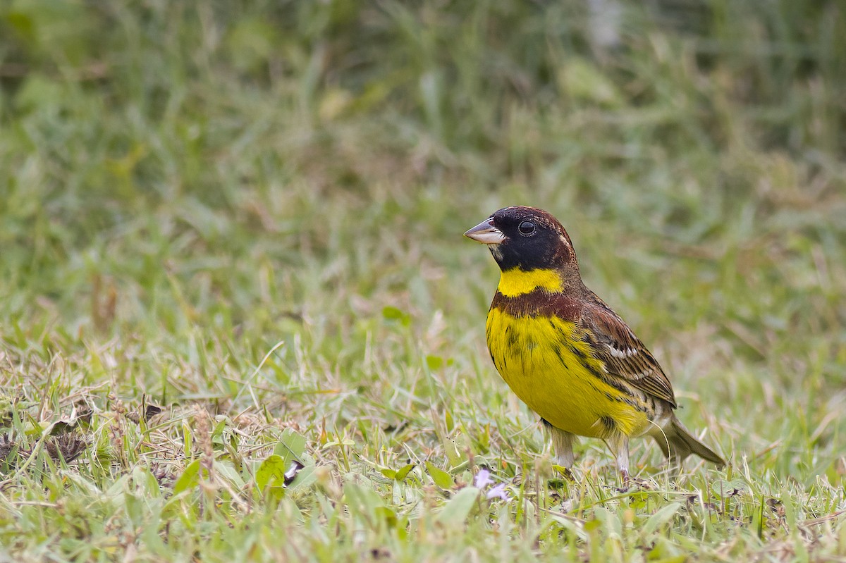 Yellow-breasted Bunting - ML627932372