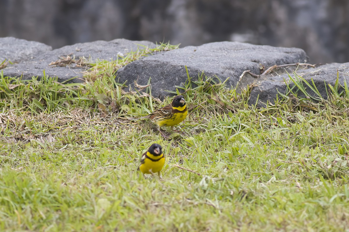 Yellow-breasted Bunting - ML627932389