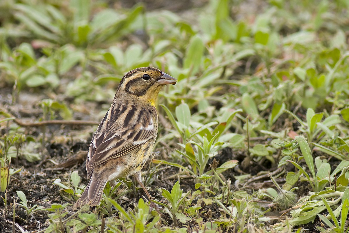 Yellow-breasted Bunting - ML627932394