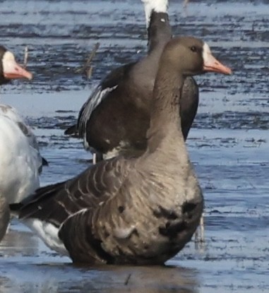 Oie rieuse - ML627932398