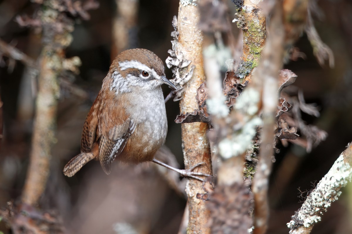 Timberline Wren - ML627932409