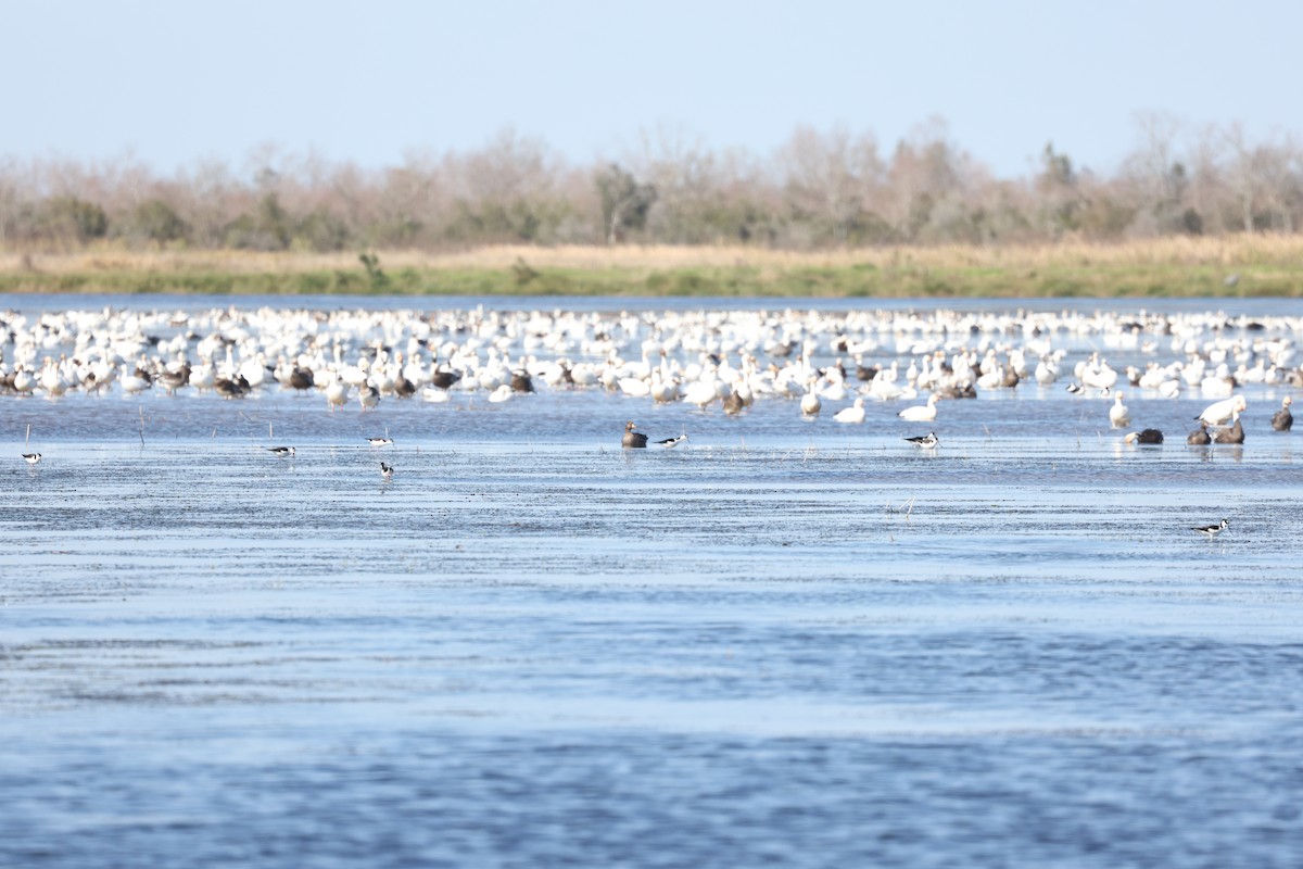 Oie des neiges - ML627932422