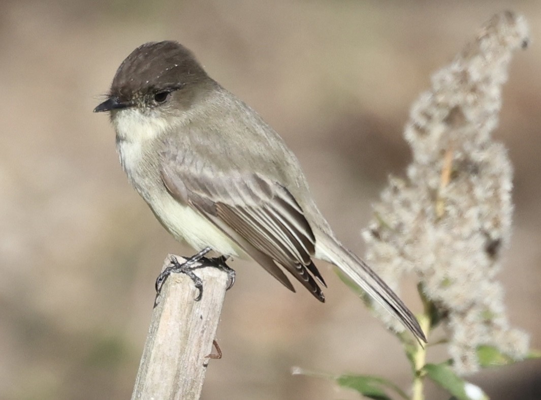 Moucherolle phébi - ML627932449