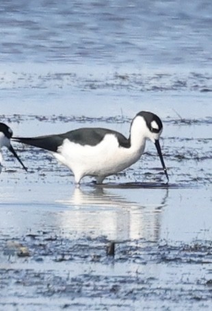 Échasse d'Amérique - ML627932460