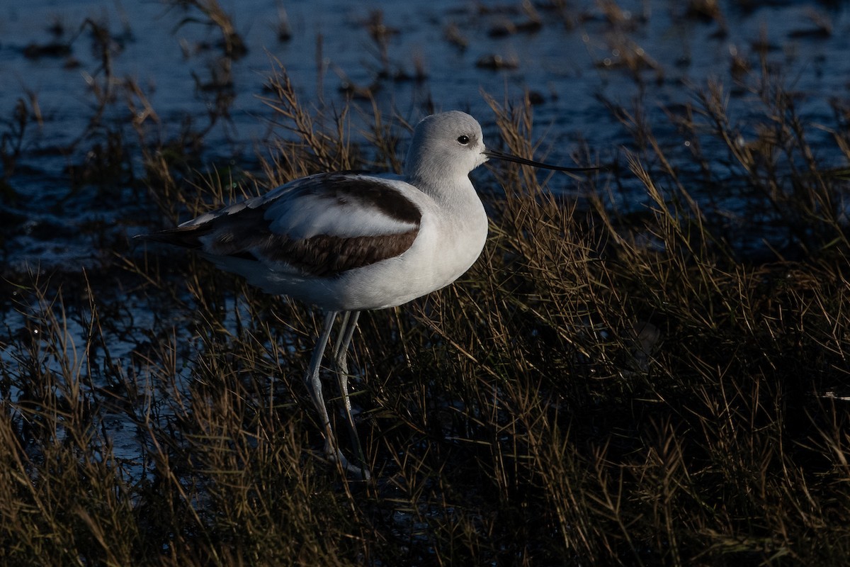 tenkozobec americký - ML627932473