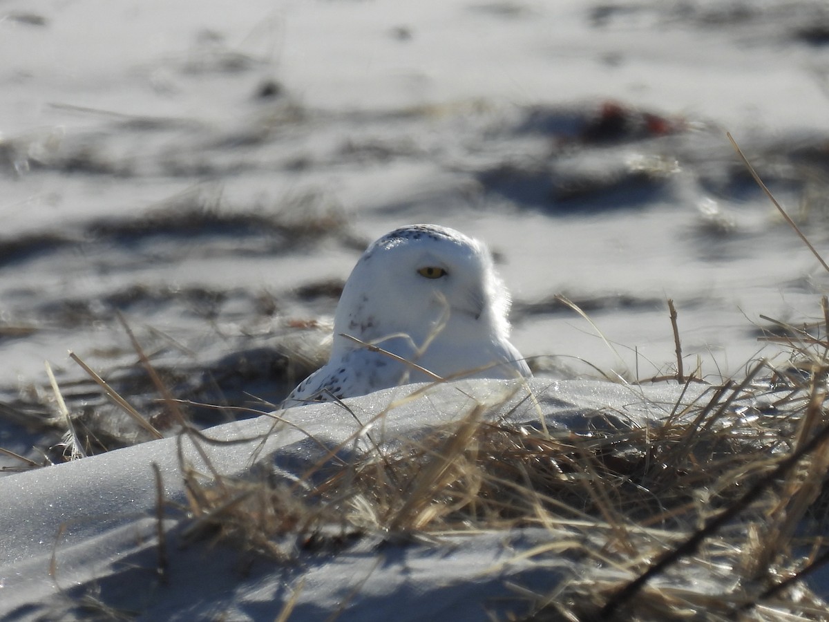 Snowy Owl - ML627932546