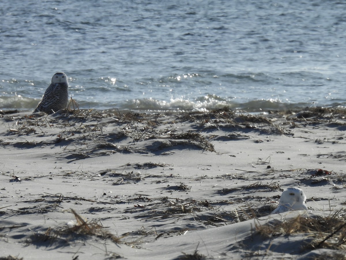 Snowy Owl - ML627932547