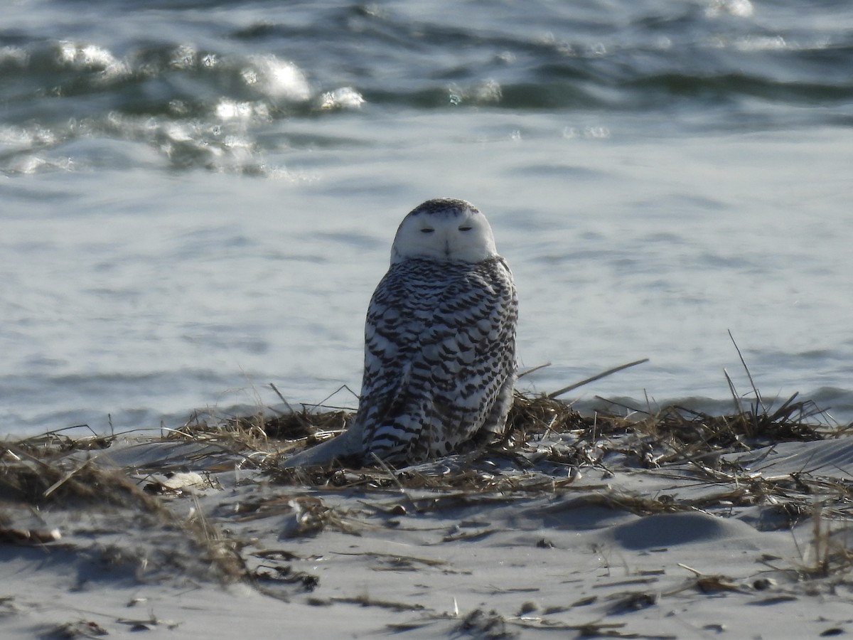 Snowy Owl - ML627932548