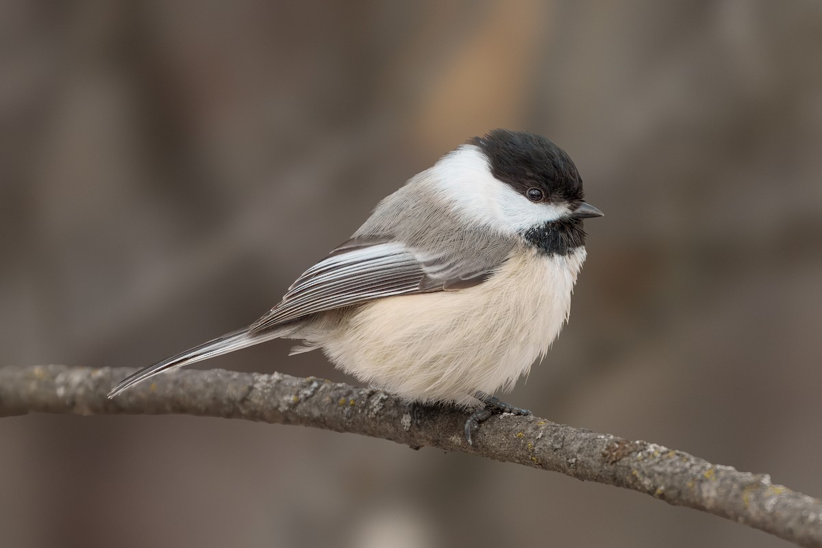Black-capped Chickadee - ML627932558