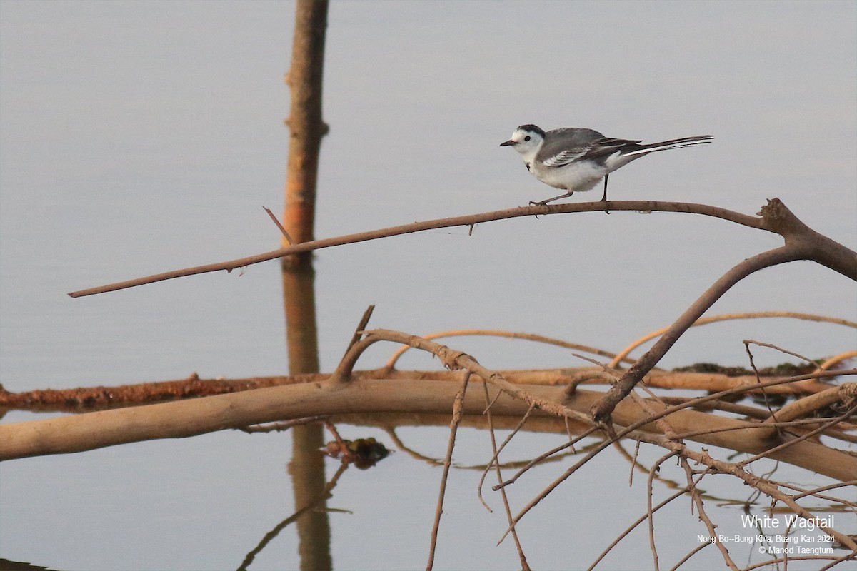 White Wagtail - ML627932588