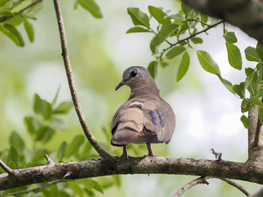 Emerald-spotted Wood-Dove - ML627932626