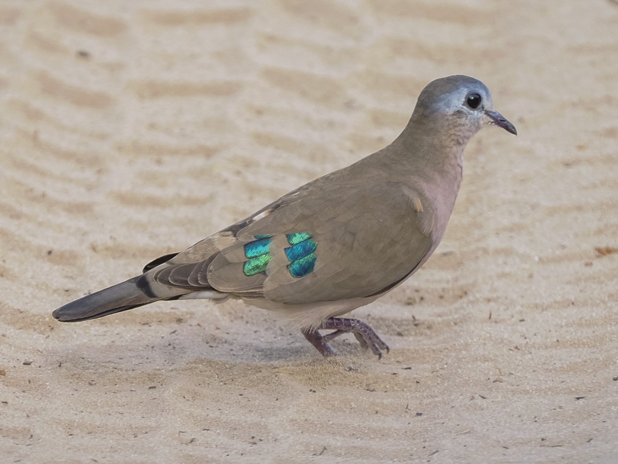 Emerald-spotted Wood-Dove - ML627932627