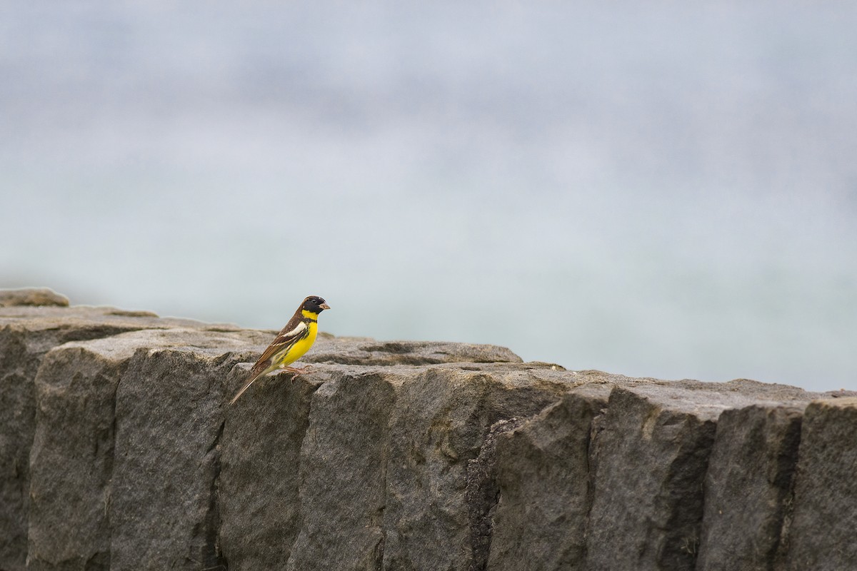 Yellow-breasted Bunting - ML627932649