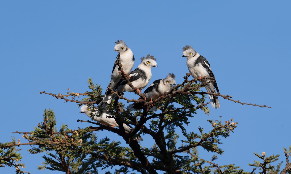 Gray-crested Helmetshrike - ML627932659