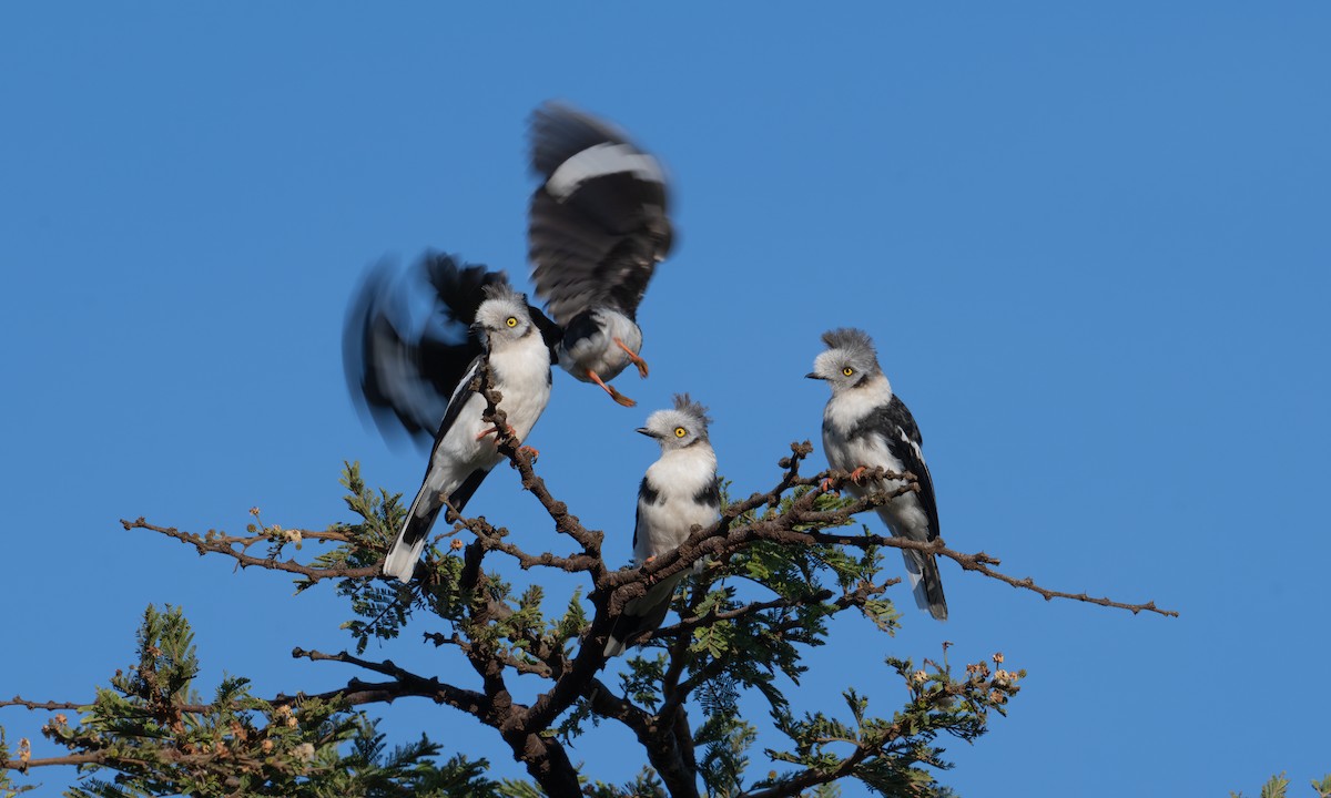 Gray-crested Helmetshrike - ML627932660