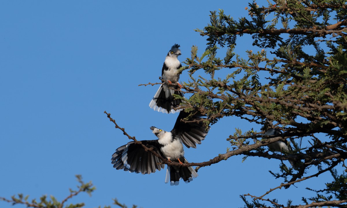 Gray-crested Helmetshrike - ML627932661