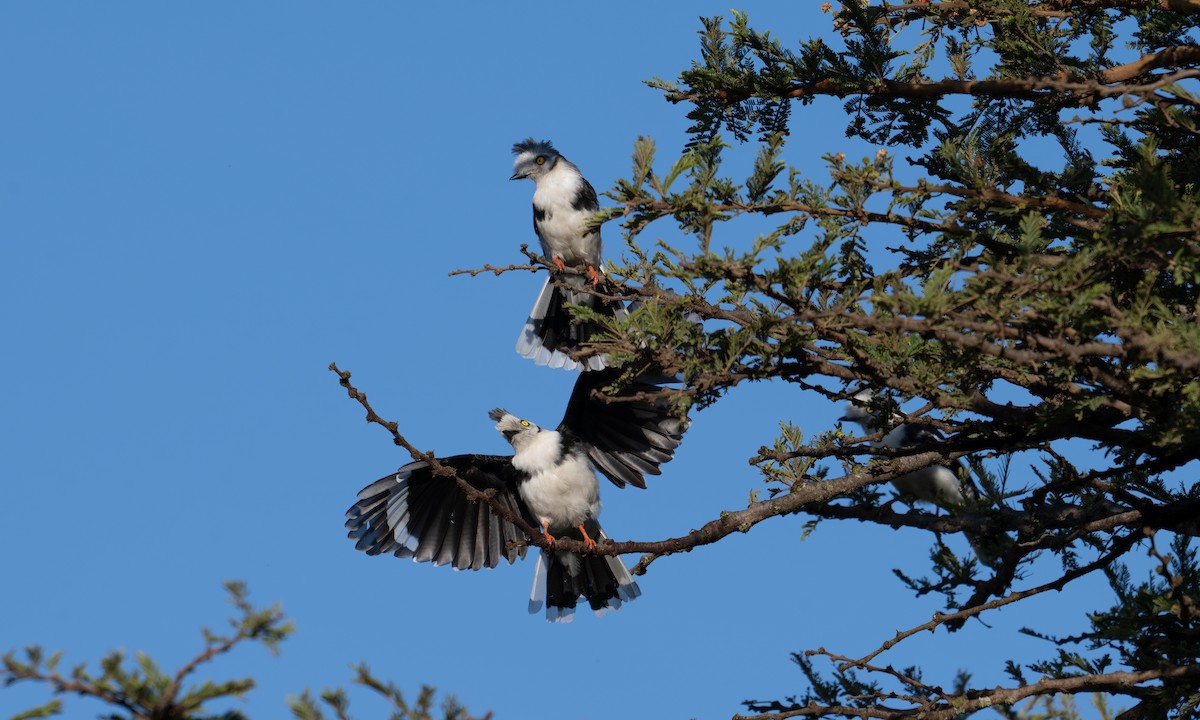 Gray-crested Helmetshrike - ML627932662