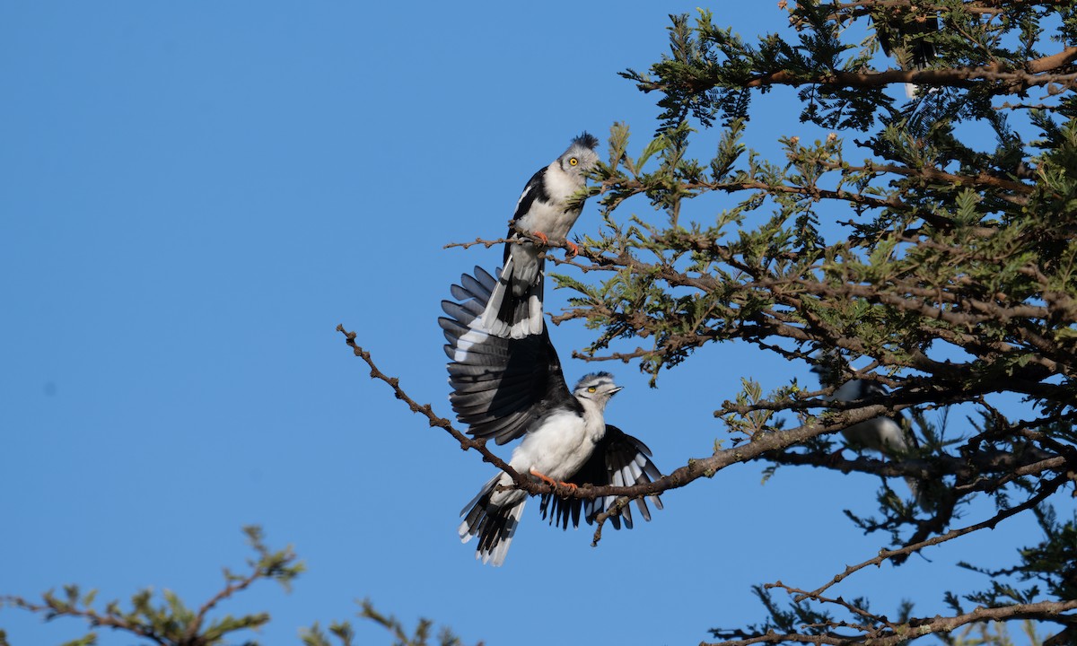 Gray-crested Helmetshrike - ML627932663