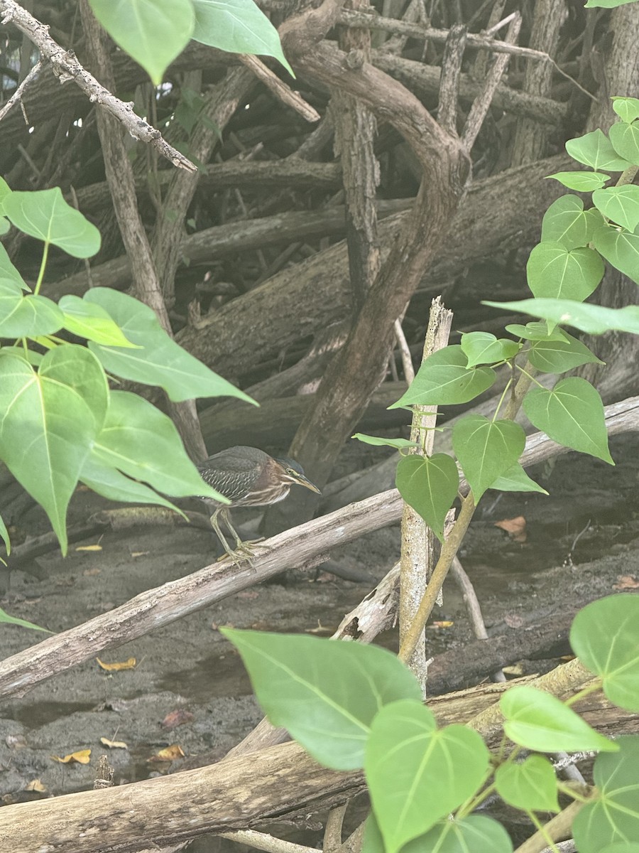 Green Heron - ML627932664