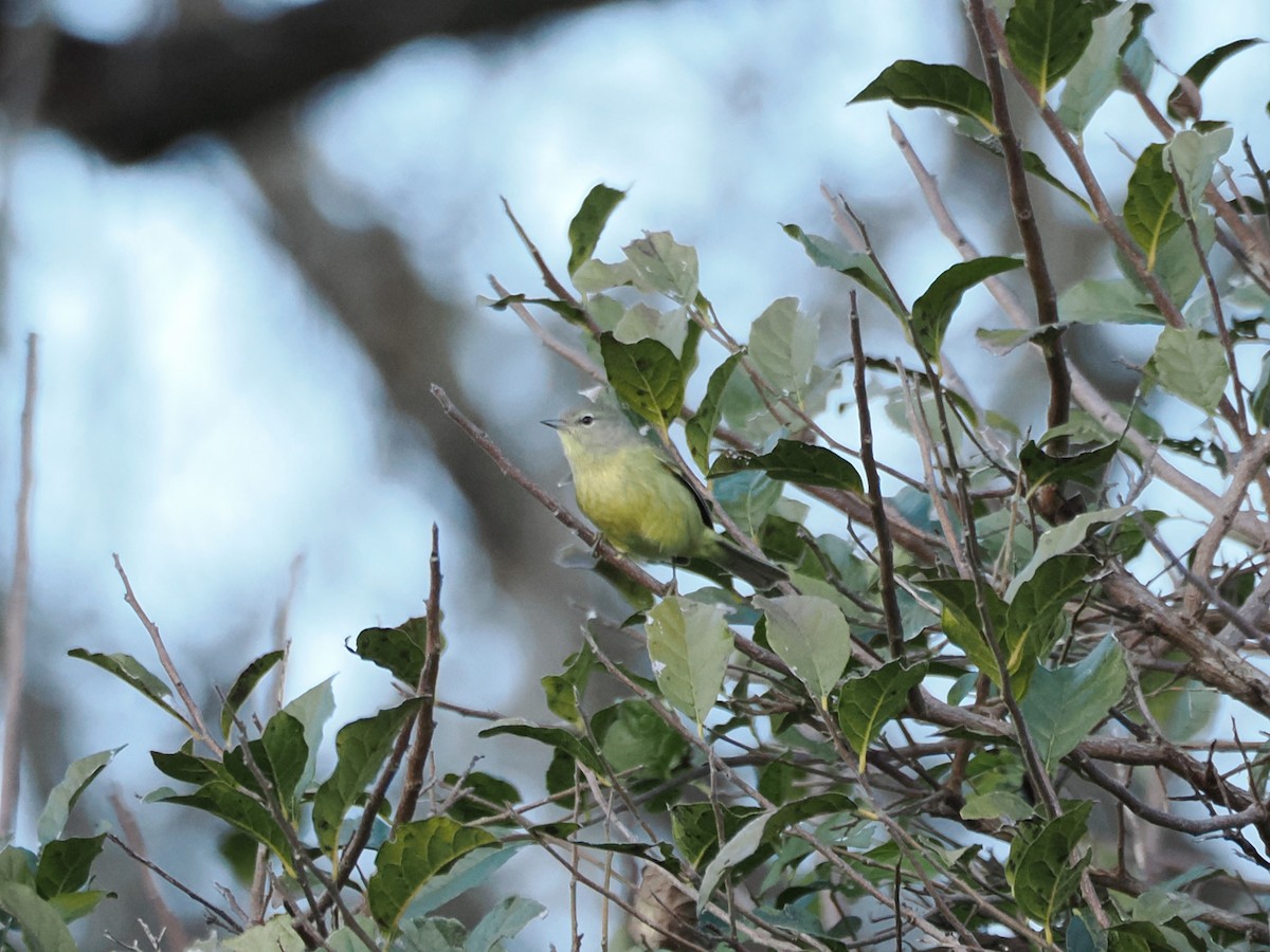 Orange-crowned Warbler - ML627932701