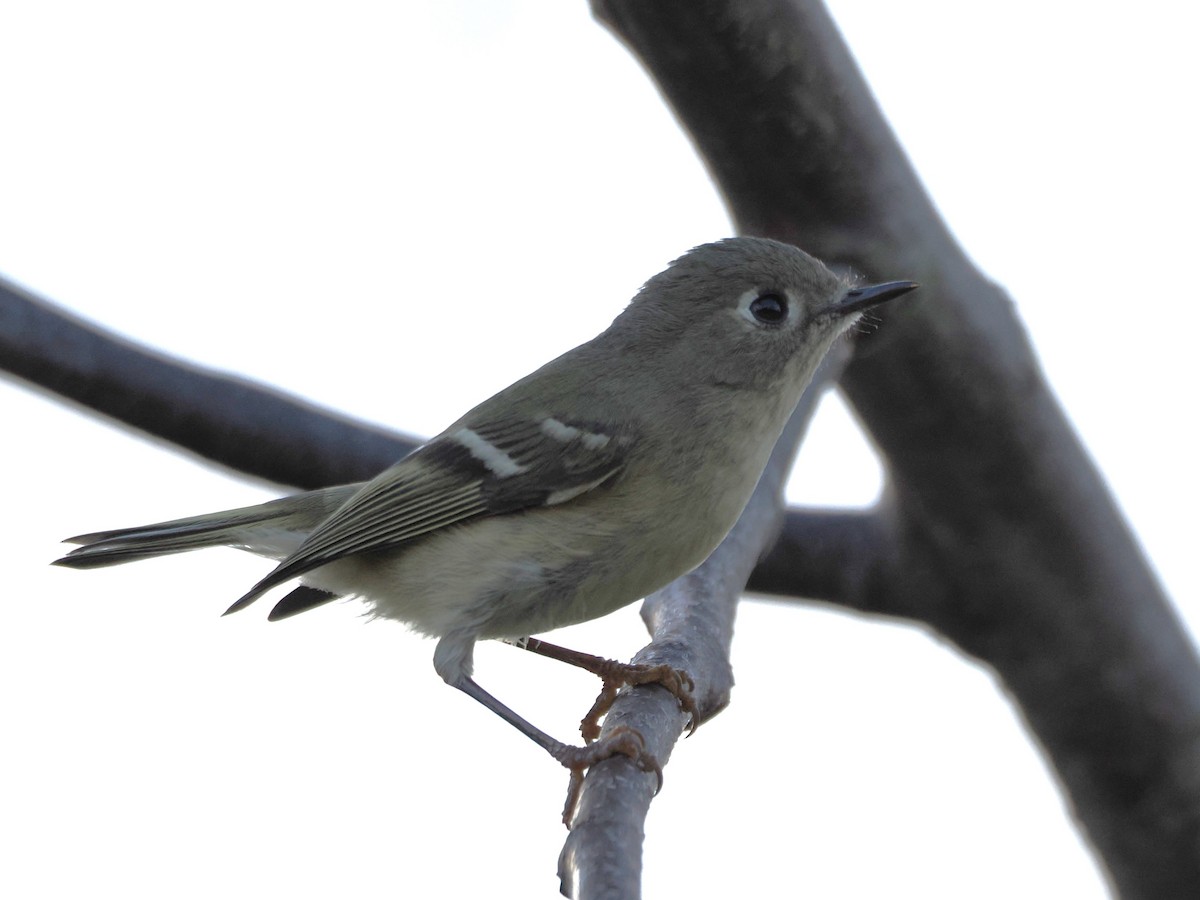 Ruby-crowned Kinglet - ML627932706