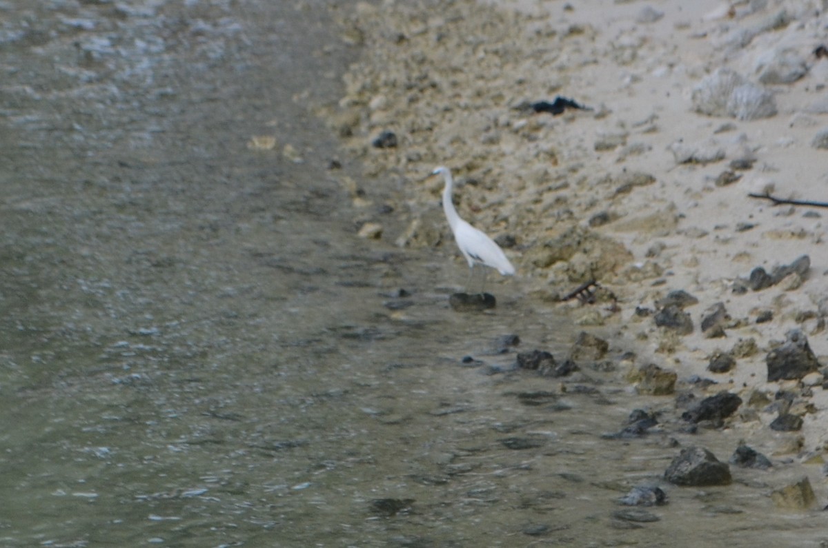 Aigrette sacrée - ML627932732