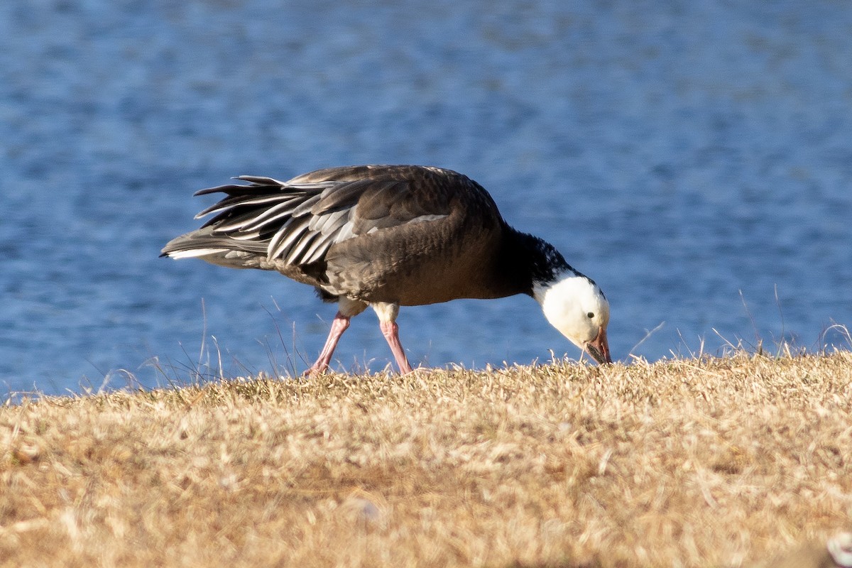 Snow Goose - ML627932780