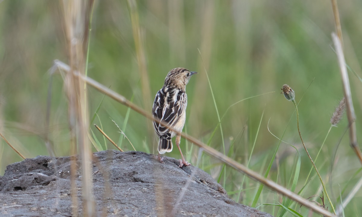 Pectoral-patch Cisticola - ML627932814