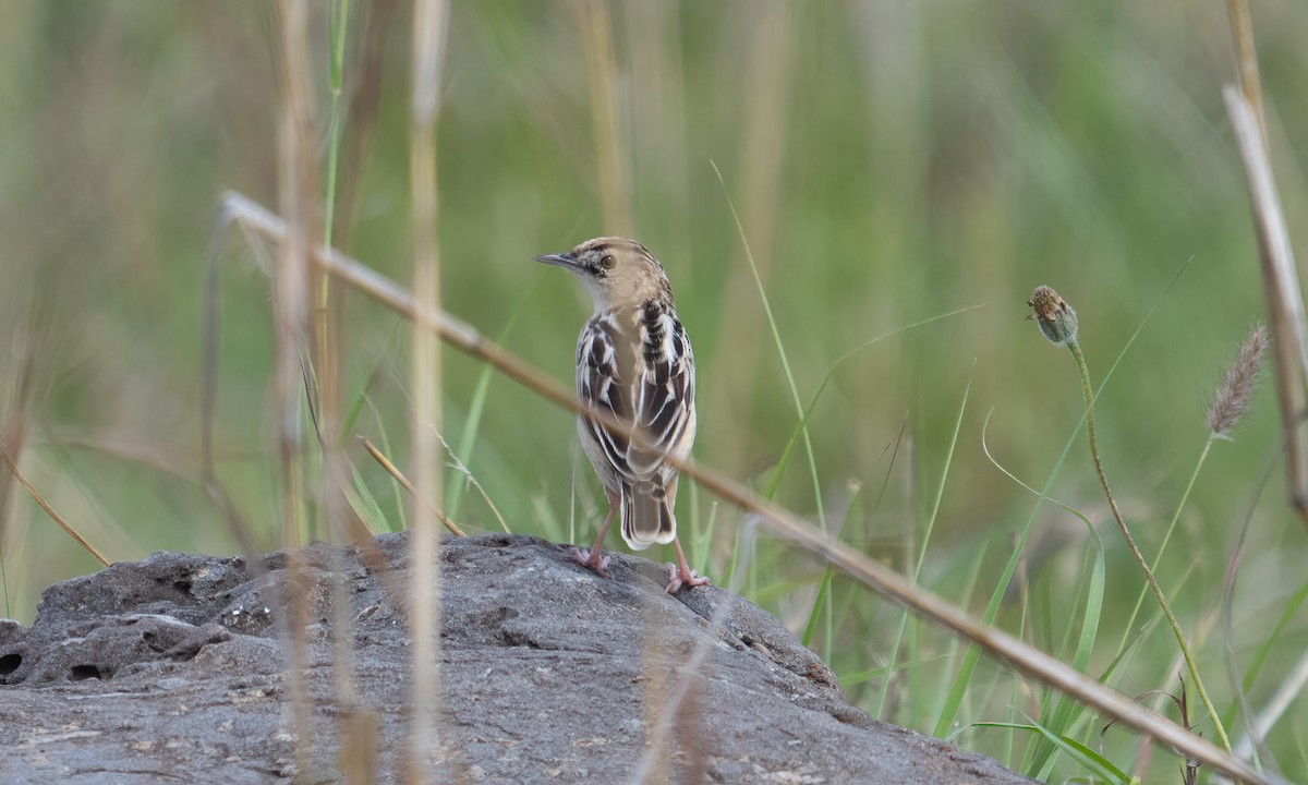 Pectoral-patch Cisticola - ML627932815